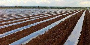 Soil Solarization Film