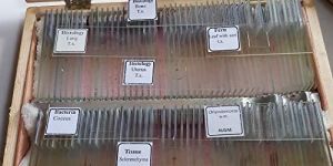 Prepared Microscope Slides