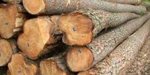 Teak Wood Logs