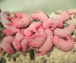 Reproductive Toxicity Studies