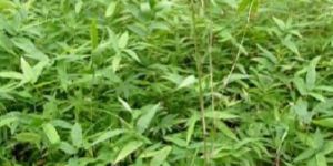 Bamboo Plants