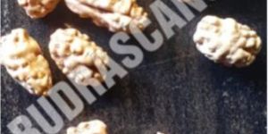 1 Mukhi Indonesia Rudraksha Bead