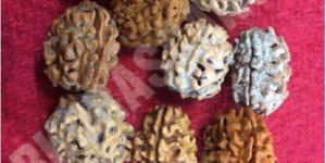 North Indian 2 Mukhi Rudraksha