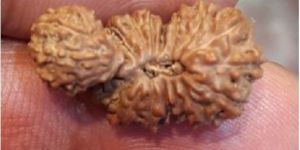 Rare Trijuti Indonesia Rudraksha