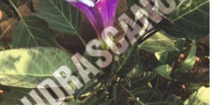 Kala Datura Live Plant