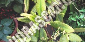 Rudraksha Live Plant