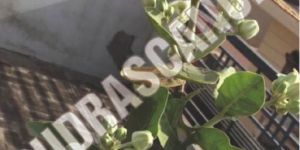 Safed Aak Live Plant