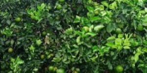 Orange Plant ( Tangerine )