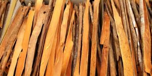 Cinnamomum Cassia