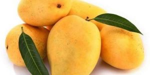 Fresh Mango