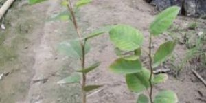 Red Sandalwood Plant