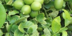 Seedless Lemon Plant