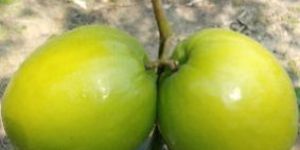 Thai Apple Ber Plant ( Green)