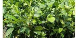 Thai Pati Lemon Plant