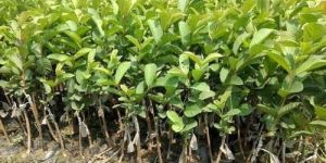 Thailand Guava Plant