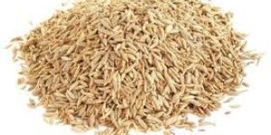 Cumin Seeds
