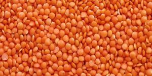 Masoor Dal
