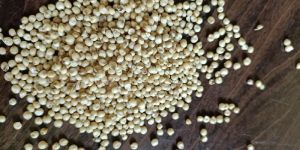 Sorghum Seeds