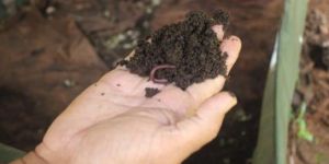Organic Fertilizer