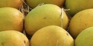 Organic Mango