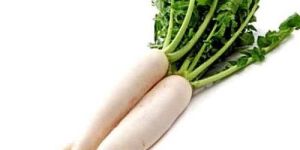 Organic Radish