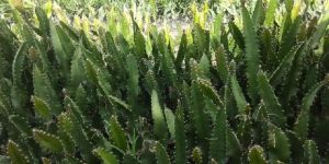 Dragon Fruit Saplings