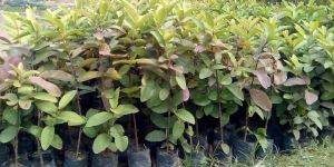 Guava Saplings