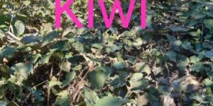 Kiwi Saplings