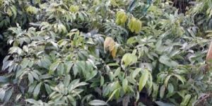 Litchi Saplings