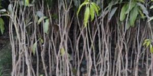 Mango Saplings