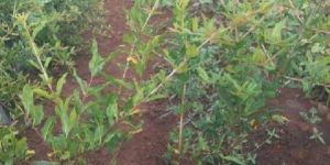 Pomegranate Saplings