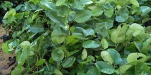 Red Sandalwood Saplings