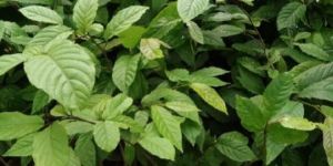 Round Lemon Saplings