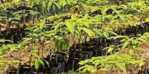 Rubber Saplings