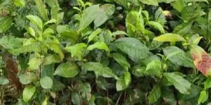 Tea Saplings