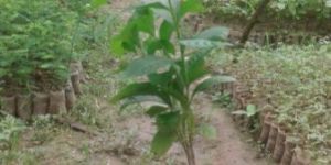 White Sandalwood Saplings