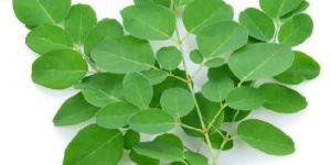 Fresh Moringa Leaves
