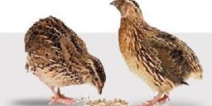Quail Unit Farm