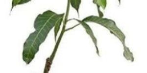Mango Plant