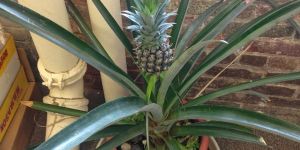 Pineapple Plant