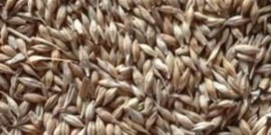 Barley Seeds