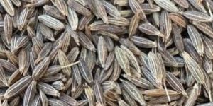 Cumin Seeds