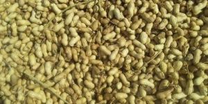 Raw Groundnuts