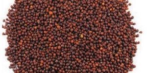 Red Mustard Seeds