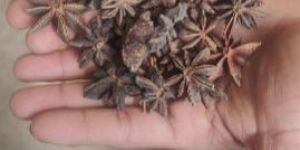 Star Anise