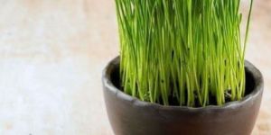 Wheat Grass Powder