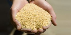 Soybean Meal