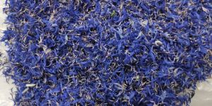 Dried Blue Cornflower