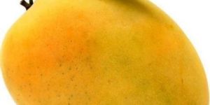 Fresh Banganapalli Mango