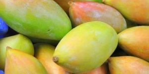 Fresh Totapuri Mango